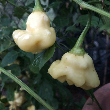Aji White Fantasy - Seeds - The Pepper Pantry (Formerly Marie Sharp's)